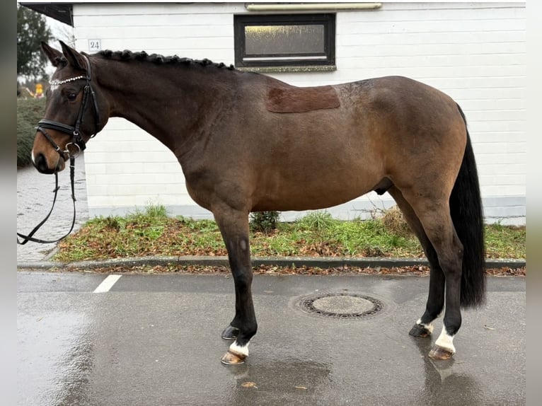 Rhinelander Gelding 6 years 16 hh Bay-Dark in Niederkassel