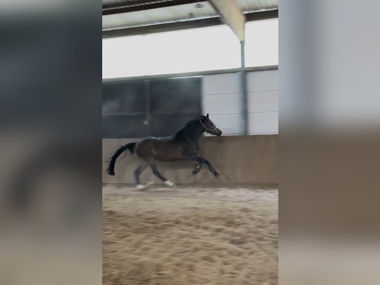 Rhinelander Gelding 6 years 16,2 hh Bay-Dark in Nienburg (Weser)