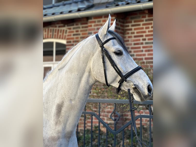 Rhinelander Gelding 6 years 16,3 hh Grey in Erkelenz
