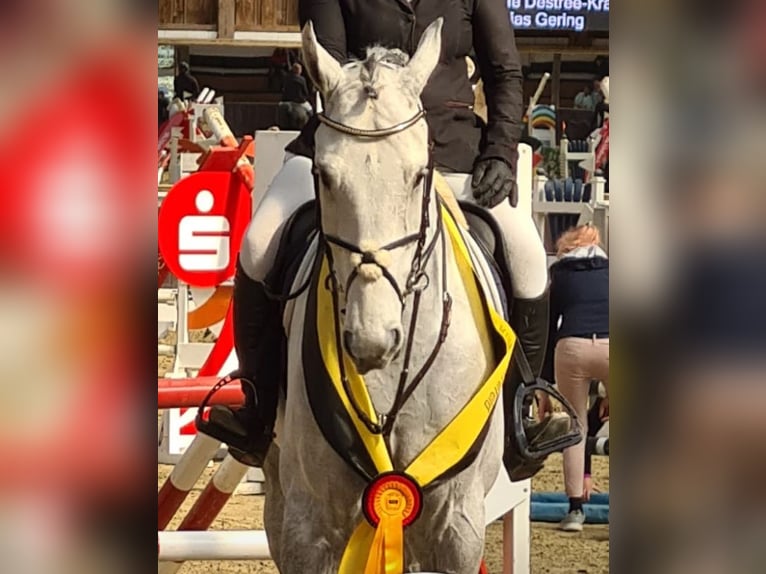 Rhinelander Gelding 6 years 16,3 hh Grey in Erkelenz