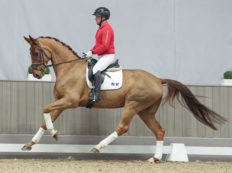 Rhinelander Gelding 6 years Chestnut in Münster-Handorf