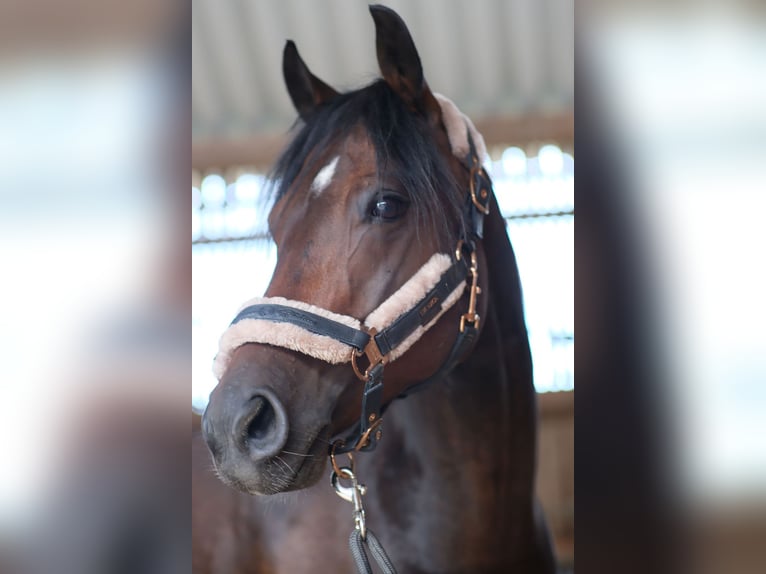 Rhinelander Mix Gelding 7 years 14,3 hh Brown in Leinfelden-Echterdingen