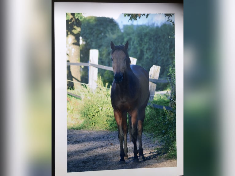 Rhinelander Gelding 7 years 15,2 hh Pinto in Essen