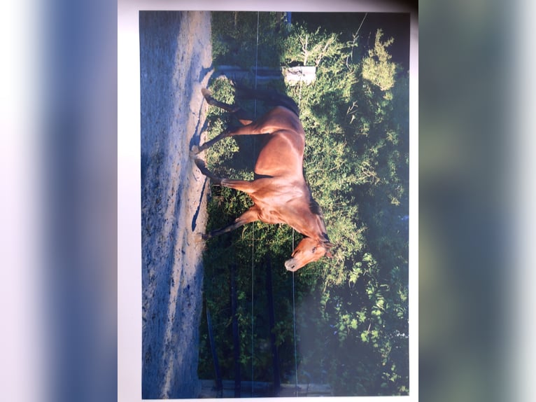 Rhinelander Gelding 7 years 15,2 hh Pinto in Essen