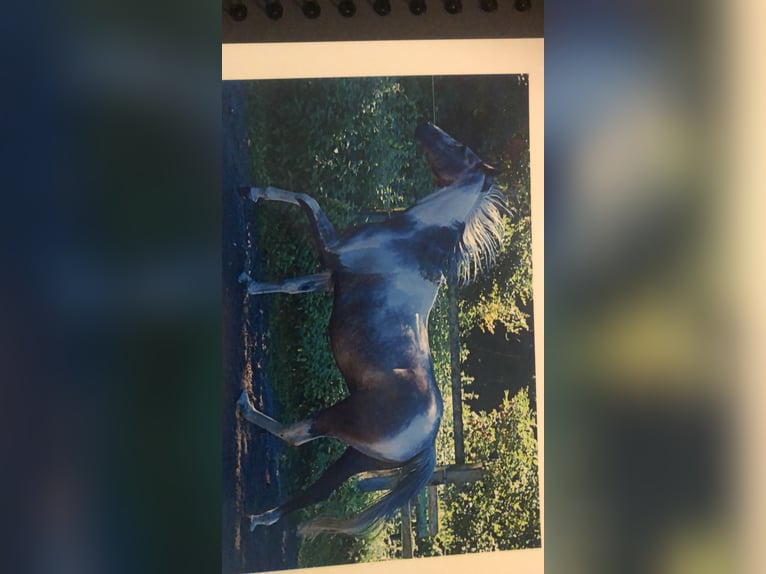 Rhinelander Gelding 7 years 15,2 hh Pinto in Essen