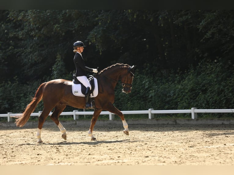 Rhinelander Gelding 7 years 16.2 hh Chestnut in Kevelaer