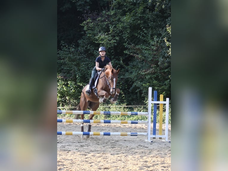 Rhinelander Gelding 7 years 16,2 hh Chestnut-Red in Mettmann