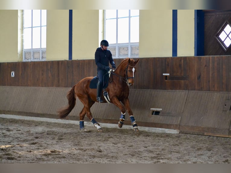 Rhinelander Gelding 7 years 16,2 hh Chestnut-Red in Alpen