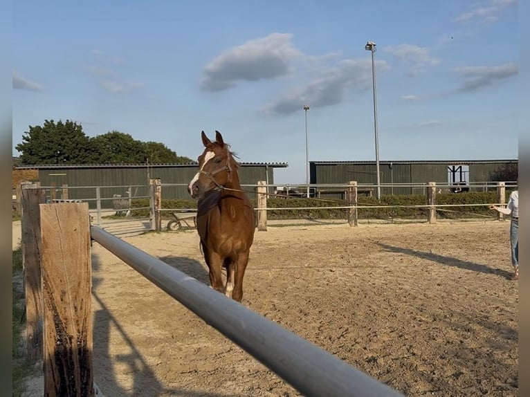 Rhinelander Gelding 7 years 17.2 hh  in Hennef