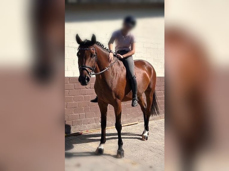 Rhinelander Gelding 8 years 15.2 hh Brown in Nettetal