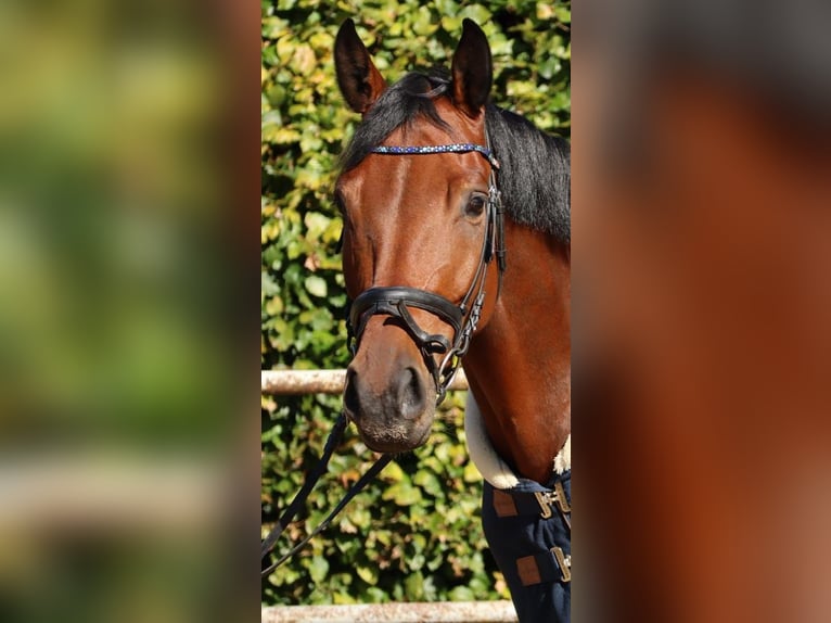Rhinelander Gelding 8 years 15.2 hh Brown in Nettetal