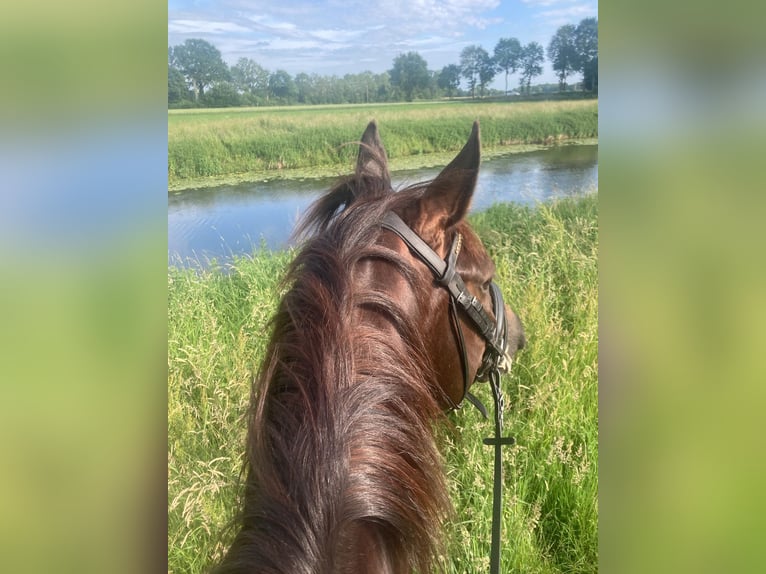 Rhinelander Gelding 8 years 16.2 hh Chestnut in Haftenkamp