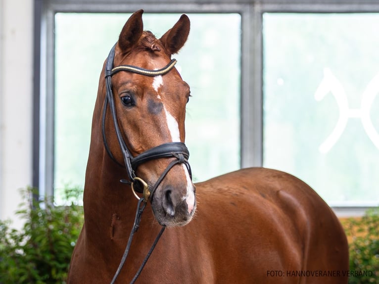 Rhinelander Gelding 8 years 16.2 hh Chestnut-Red in Verden