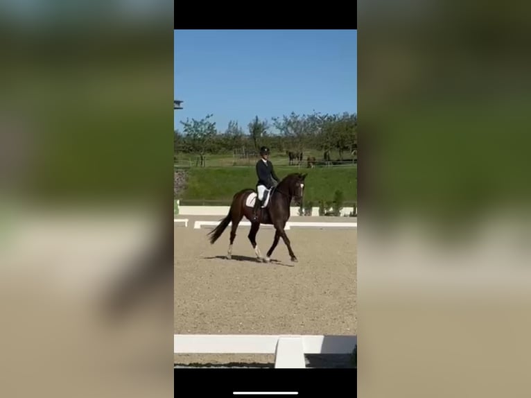 Rhinelander Gelding 8 years 16,3 hh Bay-Dark in Grevenbroich