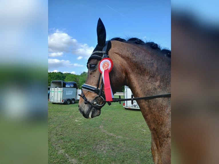Rhinelander Gelding 8 years 16.3 hh Bay-Dark in Barenburg