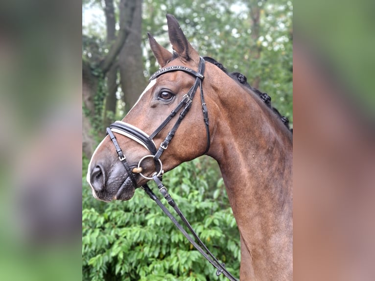 Rhinelander Gelding 8 years 16.3 hh Brown in Barenburg