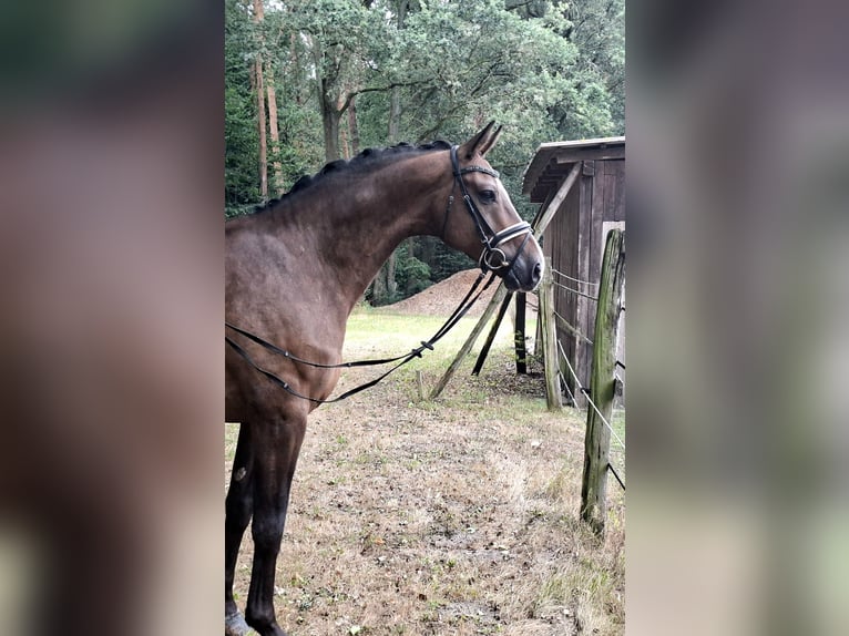 Rhinelander Gelding 8 years 16.3 hh Brown in Barenburg