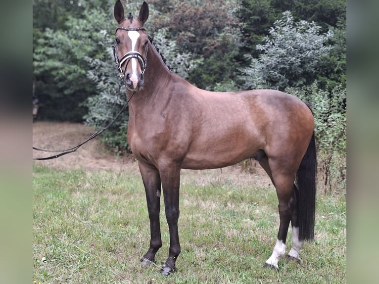 Rhinelander Gelding 8 years 16.3 hh Brown in Barenburg