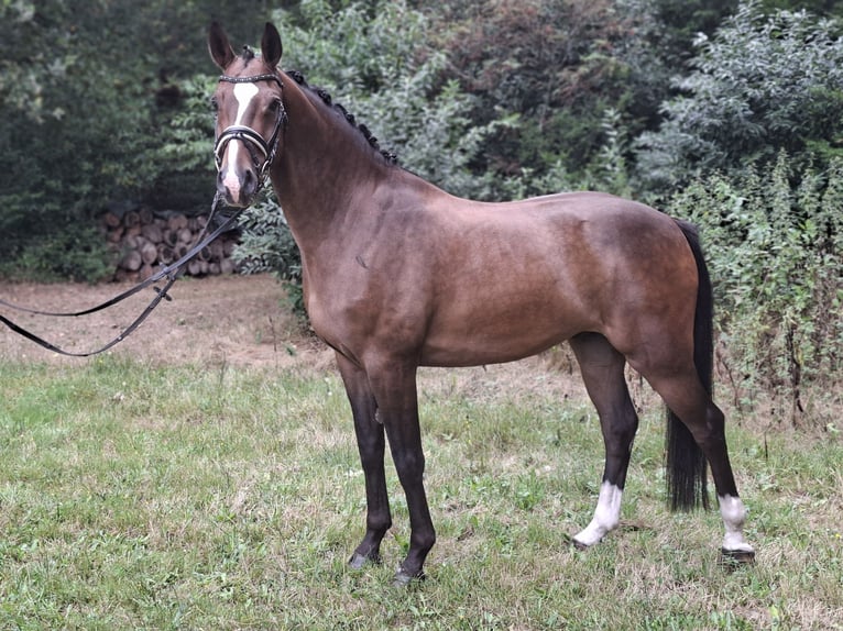 Rhinelander Gelding 8 years 16.3 hh Brown in Barenburg