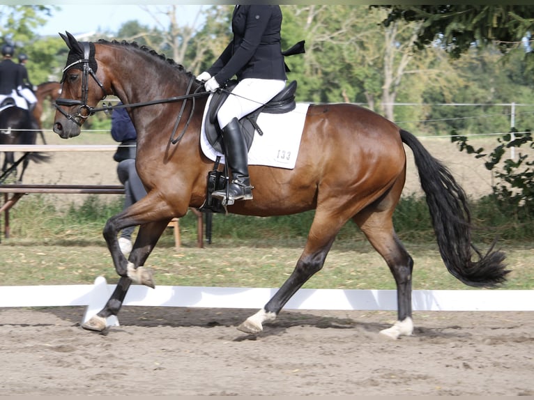 Rhinelander Gelding 8 years 16 hh Brown in Neuruppin