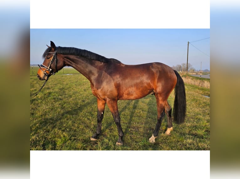 Rhinelander Gelding 8 years 16 hh Brown in Wittmund