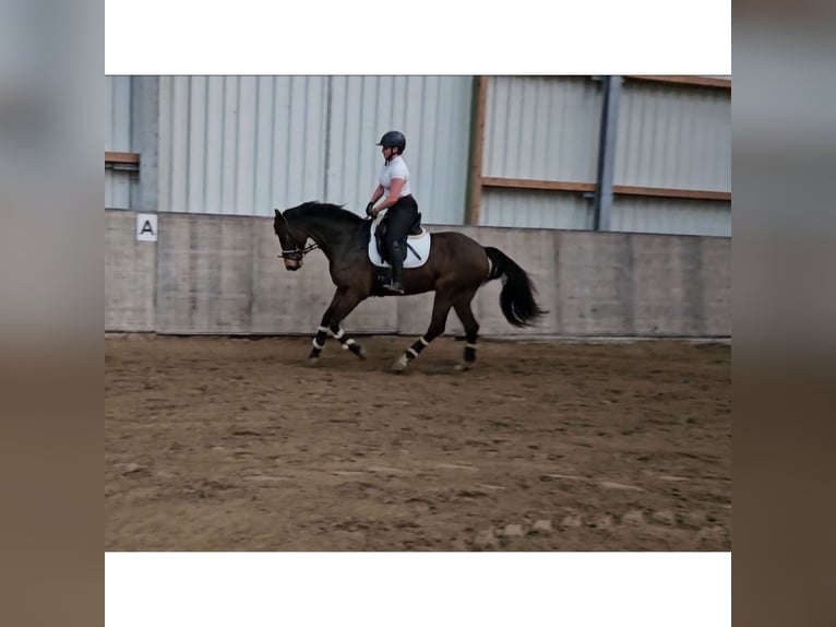 Rhinelander Gelding 8 years 16 hh Brown in Wittmund