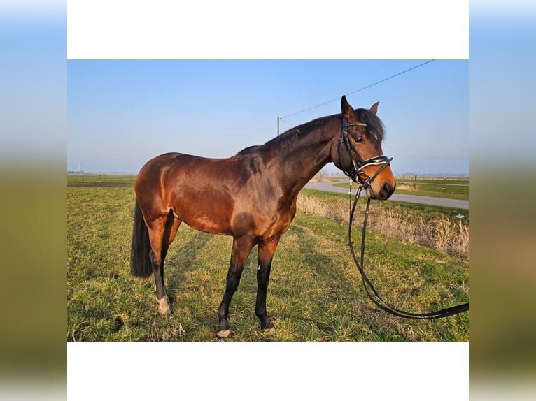 Rhinelander Gelding 8 years 16 hh Brown in Wittmund