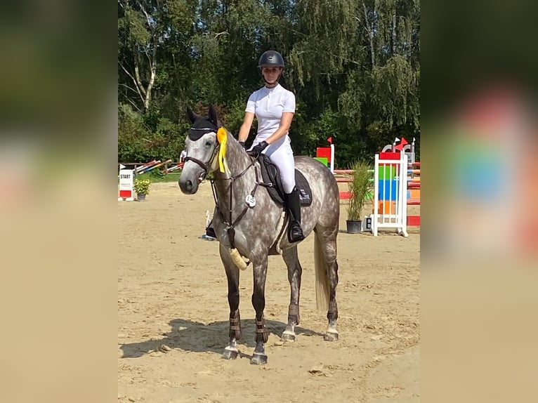 Rhinelander Gelding 8 years 16,1 hh Grey in Pulheim