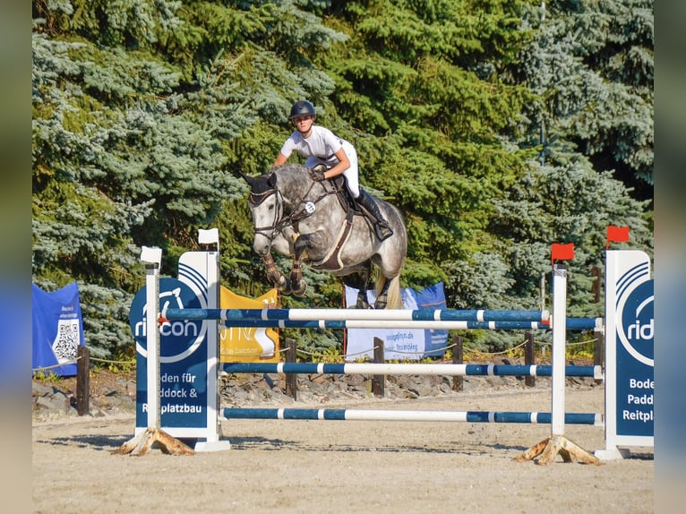 Rhinelander Gelding 8 years 16,1 hh Grey in Pulheim