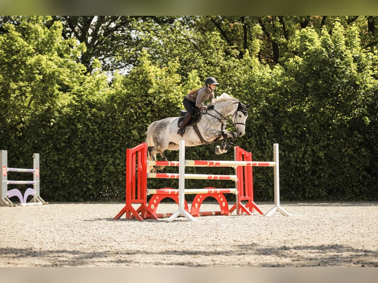 Rhinelander Gelding 8 years 16,1 hh Grey in Pulheim