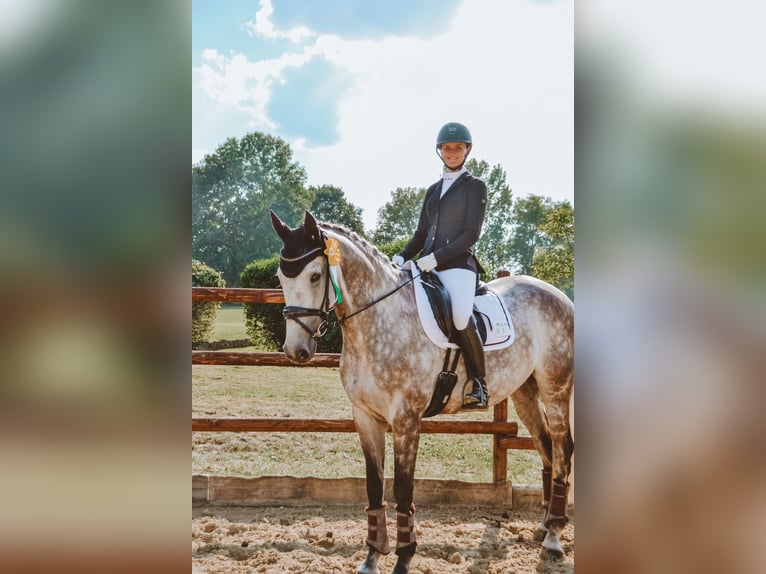 Rhinelander Gelding 8 years 16,1 hh Grey in Pulheim