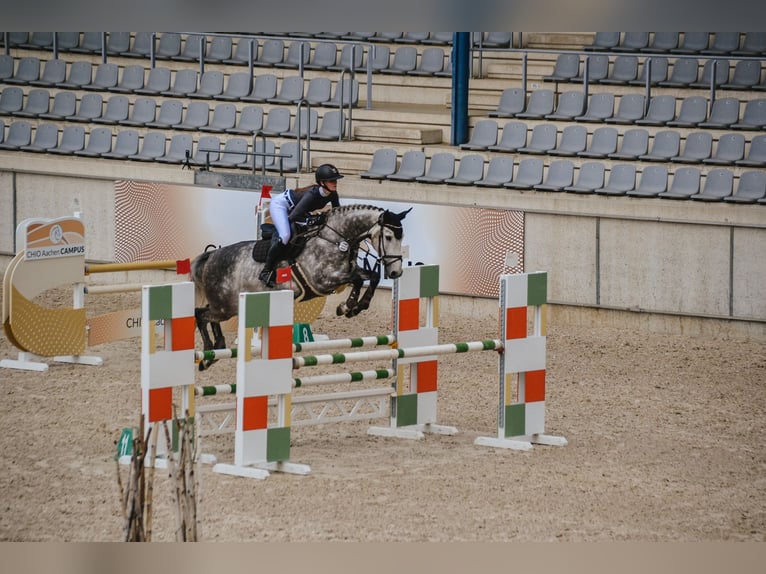 Rhinelander Gelding 8 years 16,1 hh Grey in Pulheim
