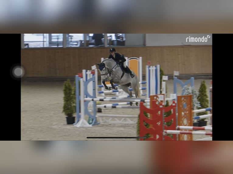 Rhinelander Gelding 8 years 16,1 hh Grey in Pulheim