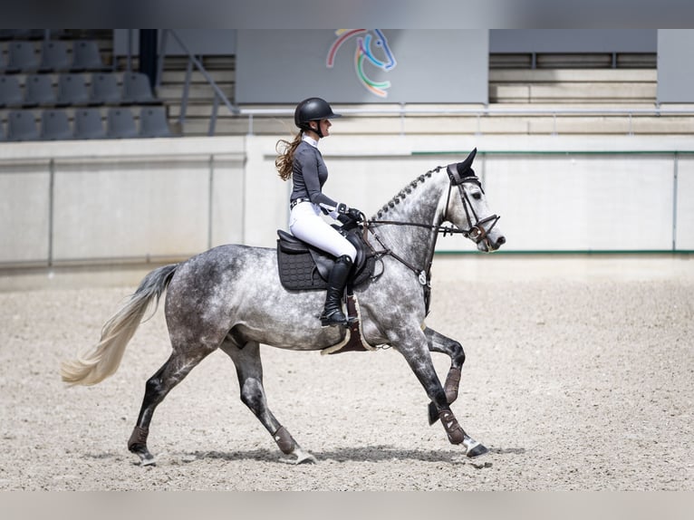 Rhinelander Gelding 8 years 16,1 hh Grey in Pulheim