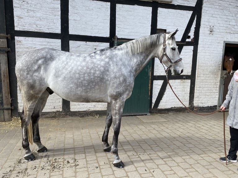 Rhinelander Gelding 8 years 16,1 hh Grey in Pulheim