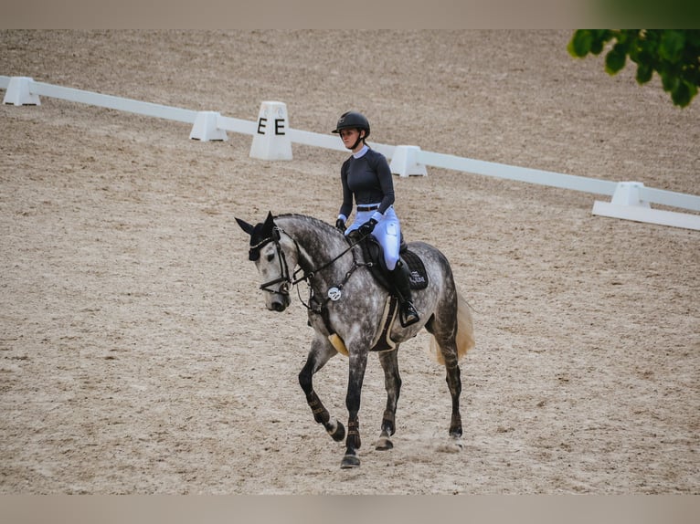 Rhinelander Gelding 8 years 16,1 hh Grey in Pulheim