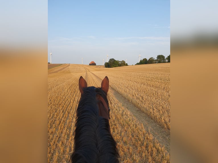 Rhinelander Gelding 8 years 16,3 hh Brown in Oldenburg in Holstein