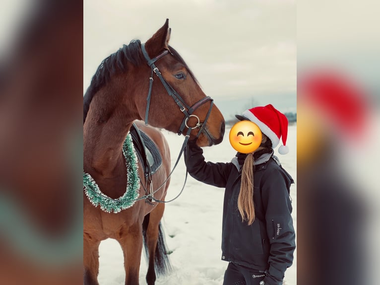 Rhinelander Gelding 8 years 16,3 hh Brown in Oldenburg in Holstein