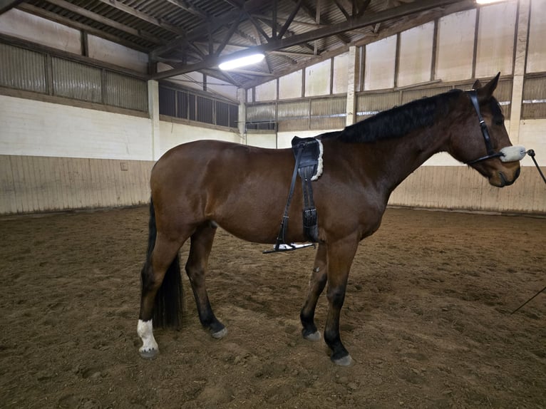 Rhinelander Gelding 8 years 16,3 hh Brown in Oldenburg in Holstein