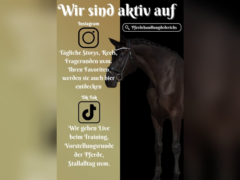 Rhinelander Gelding 8 years 17,1 hh Black in Nettersheim