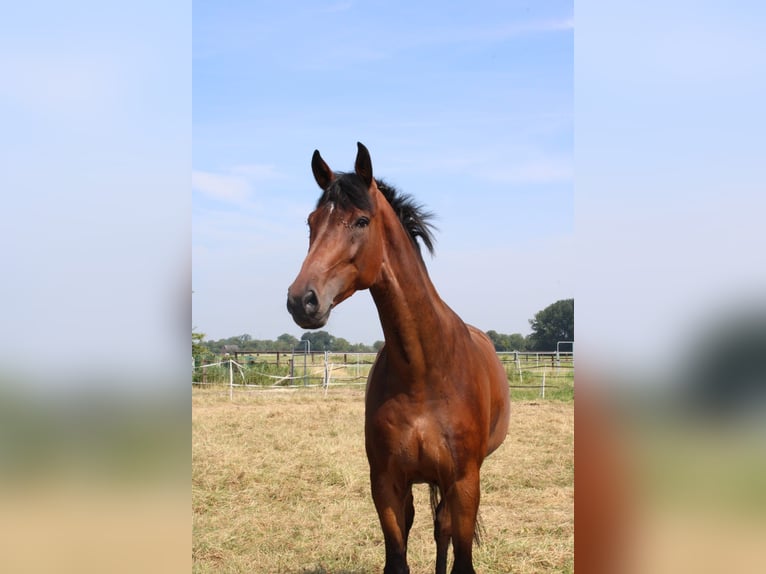 Rhinelander Gelding 8 years 17 hh Bay-Dark in Berne