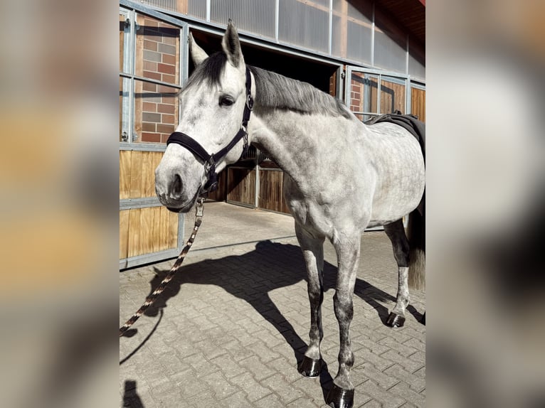Rhinelander Gelding 9 years 16,1 hh Grey-Dapple in Schermbeck Rhinelander Gelding 9 years 16,1 hh Grey-Dapple in Schermbeck
