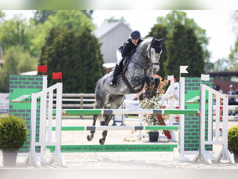 Rhinelander Gelding 9 years 16,1 hh Grey-Dapple in Schermbeck Rhinelander Gelding 9 years 16,1 hh Grey-Dapple in Schermbeck