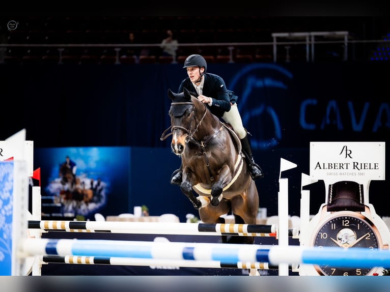 Rhinelander Gelding 9 years 16,3 hh Bay-Dark in Obórznia