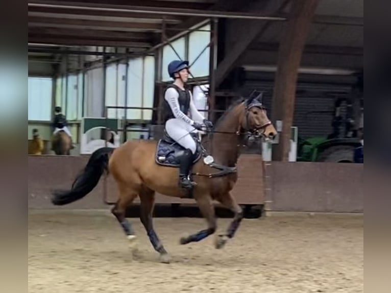 Rhinelander Gelding 9 years 16,3 hh Brown in Bocholt