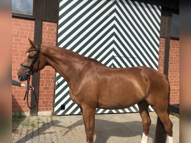 Rhinelander Gelding 9 years 17,2 hh Chestnut-Red in Ratingen