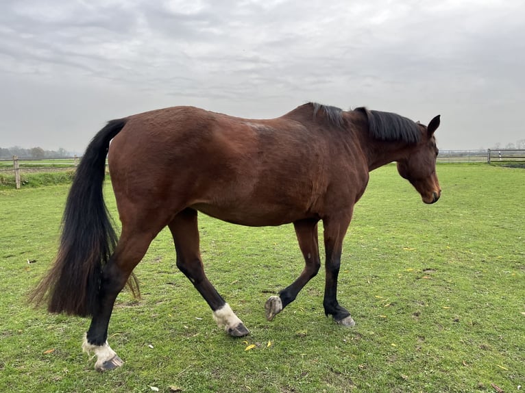 Rhinelander-häst  17 år 166 cm Brun in Kranenburg