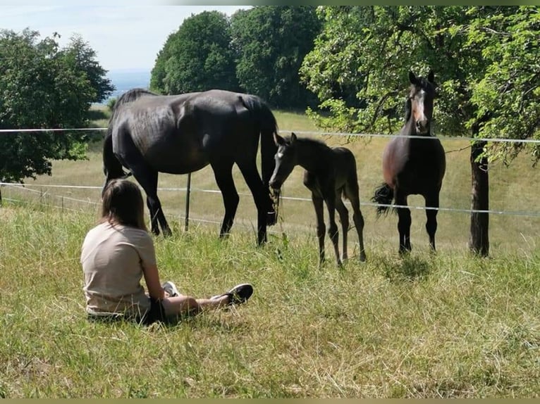 Rhinelander-häst Hingst 2 år 168 cm Svart in Seeheim-Jugenheim