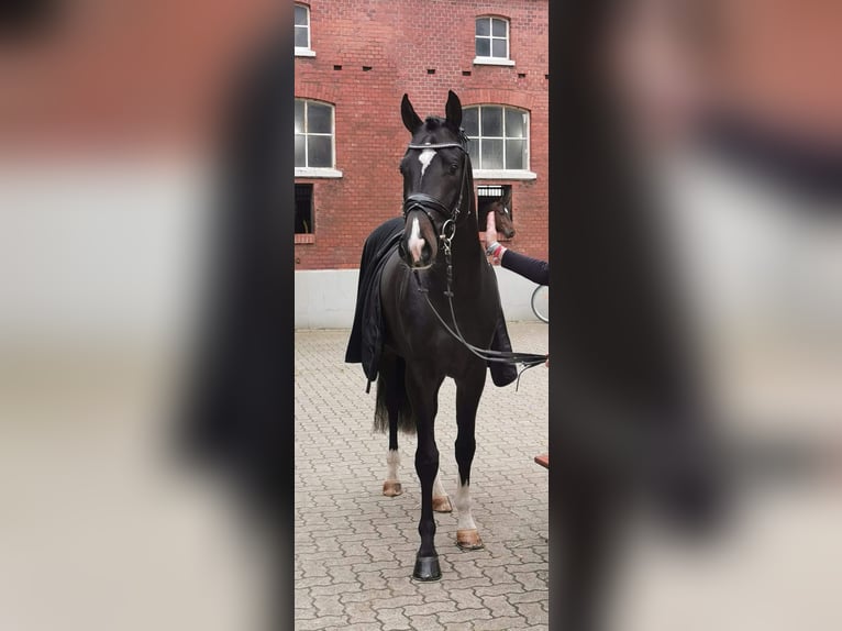 Rhinelander-häst Hingst 2 år 168 cm Svart in Seeheim-Jugenheim