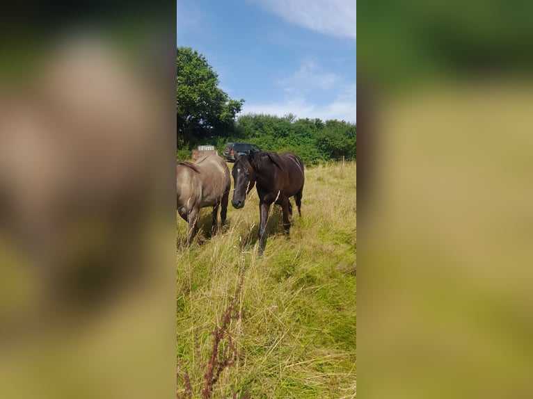 Rhinelander-häst Hingst 2 år 168 cm Svart in Seeheim-Jugenheim